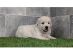 Golden Retriever Puppy for sale in Fort Wayne, IN, USA