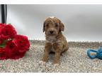 Cavapoo Puppy for sale in Fort Wayne, IN, USA