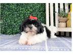 Shih Tzu Puppy for sale in Springfield, MO, USA