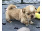 Shih Tzu PUPPY FOR SALE ADN-824415 - AKC liver male shih tzu