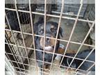 Rottweiler PUPPY FOR SALE ADN-824336 - Rottweiler male 3 yes old