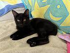 Matcha, Domestic Shorthair For Adoption In San Ramon, California