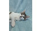 Blanch, Domestic Shorthair For Adoption In Kalamazoo, Michigan