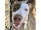 Fusia, American Pit Bull Terrier For Adoption In Des Moines, Iowa