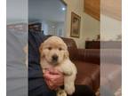 Golden Retriever PUPPY FOR SALE ADN-824683 - Pure bred Golden retrievers