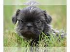 Shih Tzu PUPPY FOR SALE ADN-824586 - Blue Shihtzu Boy