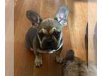 French Bulldog PUPPY FOR SALE ADN-824592 - Female French bulldog Cherry