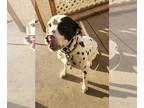 Dalmatian DOG FOR ADOPTION ADN-824513 - Free CKC Female Dalmatian