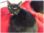 Adopt Nellie a Black & White or Tuxedo Domestic Shorthair (short coat) cat in