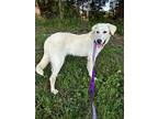 Whitney, Labrador Retriever For Adoption In Jackson, Tennessee