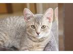 Smokey, Domestic Shorthair For Adoption In West Union, Ohio