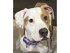 Kady, American Pit Bull Terrier For Adoption In Grand Rapids, Michigan