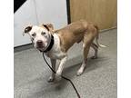 Man-boy, American Pit Bull Terrier For Adoption In Escondido, California