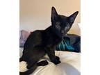 Cleo Duran, Domestic Shorthair For Adoption In Chandler, Arizona