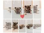 French Bulldog PUPPY FOR SALE ADN-824741 - Blue frenchie