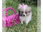 Pomeranian PUPPY FOR SALE ADN-824703 - Pomeranian Litter of Tiny ones