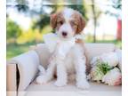 Bordoodle PUPPY FOR SALE ADN-824840 - Reynolds Gold and White Male Border Collie