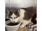 Adopt Quintessa a Gray or Blue (Mostly) Domestic Shorthair (short coat) cat in