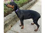 Doberman Donatella, Doberman Pinscher For Adoption In Mishawaka, Indiana