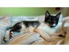 Spot, Domestic Shorthair For Adoption In Lighthouse Point, Florida