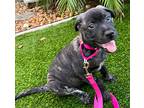 Tilly, Labrador Retriever For Adoption In Lighthouse Point, Florida