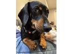 Arthur (bonded With Lucy11), Dachshund For Adoption In Brookfield, Connecticut