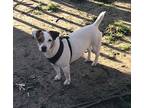 Shine, Jack Russell Terrier For Adoption In Columbia, Tennessee