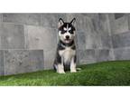 Siberian Husky Puppy for sale in Fort Wayne, IN, USA