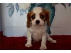 Cavalier King Charles Spaniel Puppy for sale in Mansfield, OH, USA