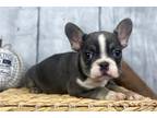 French Bulldog Puppy for sale in Springfield, MO, USA