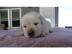 Labrador Retriever Puppy for sale in Fort Wayne, IN, USA