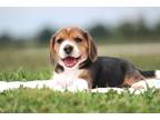 Beagle Puppy for sale in Joplin, MO, USA