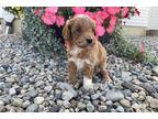 Cavapoo Puppy for sale in Fort Wayne, IN, USA