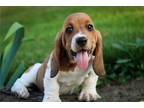 Basset Hound Puppy for sale in South Bend, IN, USA