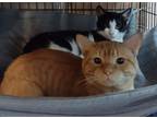 Adopt Gunner Jack/ Pan Pan a Black & White or Tuxedo Domestic Shorthair (short