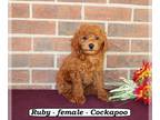 Cock-A-Poo PUPPY FOR SALE ADN-825058 - Sweet fluffy Cockapoo puppy