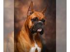 Boxer PUPPY FOR SALE ADN-824995 - Boxer puppies coming soon