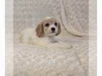 Cavachon PUPPY FOR SALE ADN-824920 - F1 Cavachon puppies