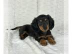 Dachshund PUPPY FOR SALE ADN-825085 - AKC MINI DACHSHUND PUPPIES