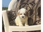 Cavachon PUPPY FOR SALE ADN-825012 - Mini Cavapoochon Puppy Male