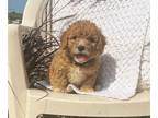 Cavachon PUPPY FOR SALE ADN-825009 - Mini Cavapoochon Puppy Male