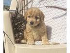 Cavachon PUPPY FOR SALE ADN-825007 - Mini Cavapoochon Puppy Female