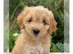 Cavapoo PUPPY FOR SALE ADN-824917 - f1b Cavapoo