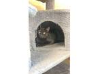 Violet, American Shorthair For Adoption In Boonville, Missouri