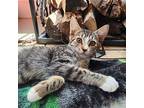 matt:::, Domestic Shorthair For Adoption In Orange, California