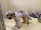 Sara Jessica Barker, Silky Terrier For Adoption In San Gabriel, California