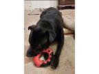 Mitch, Labrador Retriever For Adoption In Raleigh, North Carolina