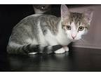 Remy, Domestic Shorthair For Adoption In Evergreen, Colorado