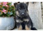 German Shepherd Dog Puppy for sale in Evansville, IN, USA