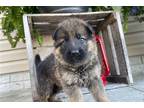 German Shepherd Dog Puppy for sale in Evansville, IN, USA